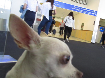 Mistress Troy transports a Waggytail Rescue Dog from LAX to JFK in 2018