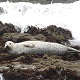Mistress Troy loves watching the sea lions on the California Coast
