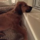 Adopted rescue puppy by Mistress Troy’s submissive